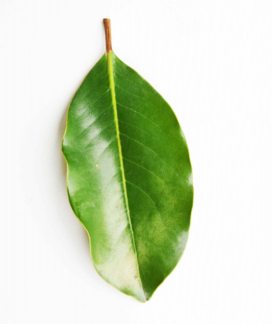 A single oval-shaped, dark green leaf of the Little Gem Southern Magnolia on a white background