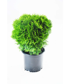 Little Giant Globe Arborvitae potted shrub on white