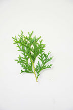 Little Giant Globe Arborvitae green foliage on white