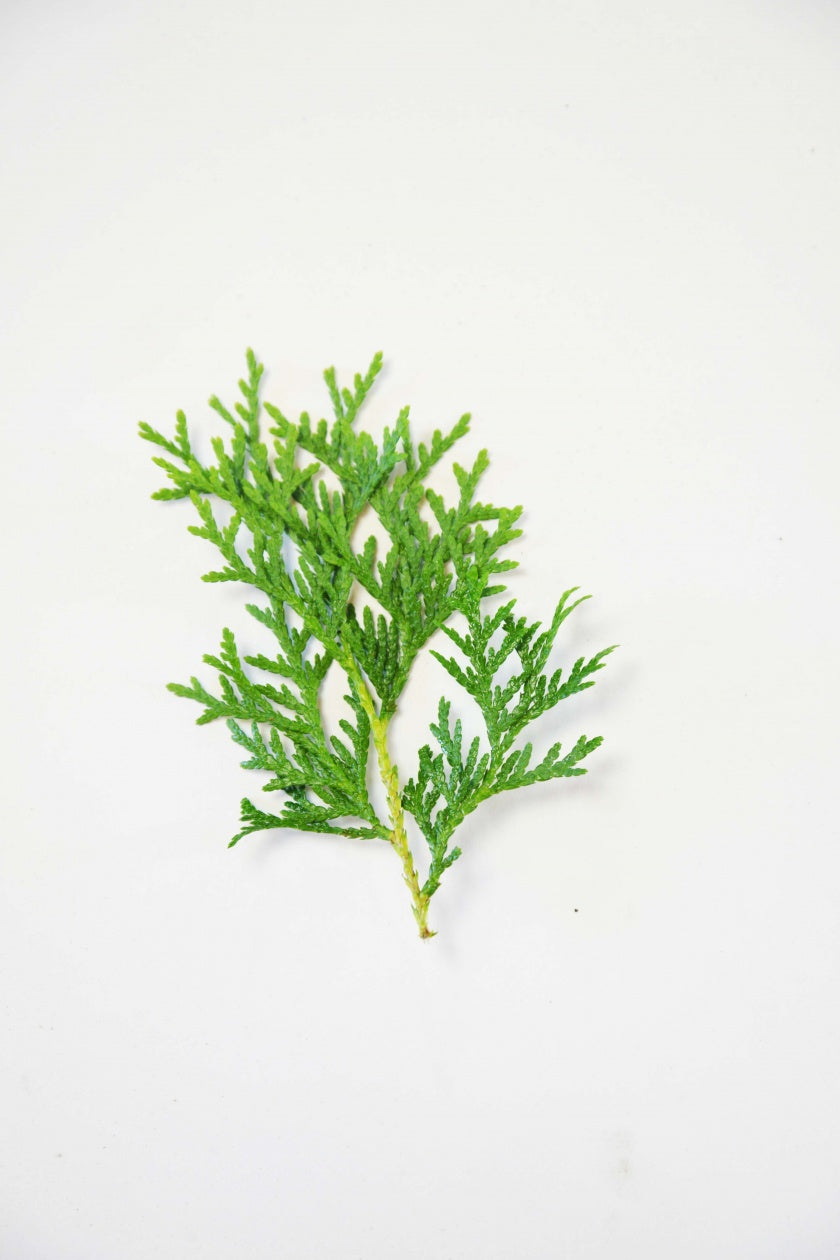 Little Giant Globe Arborvitae green foliage on white