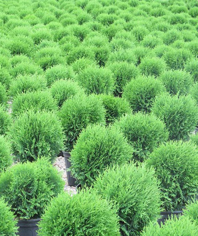 Little Giant Globe Arborvitae potted plants lined up in nursery
