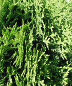 Little Giant Globe Arborvitae closeup of the rich green evergreen foliage