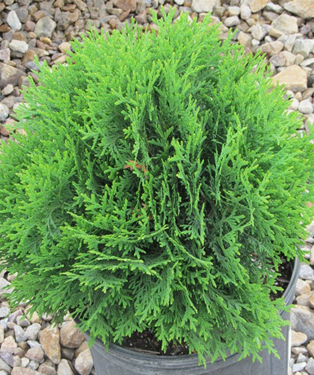 Little Giant Globe Arborvitae potted plant with rich green evergreen foliage
