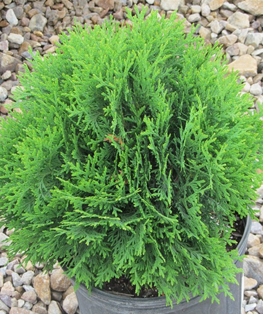 Little Giant Globe Arborvitae in Bulk – Bower & Branch