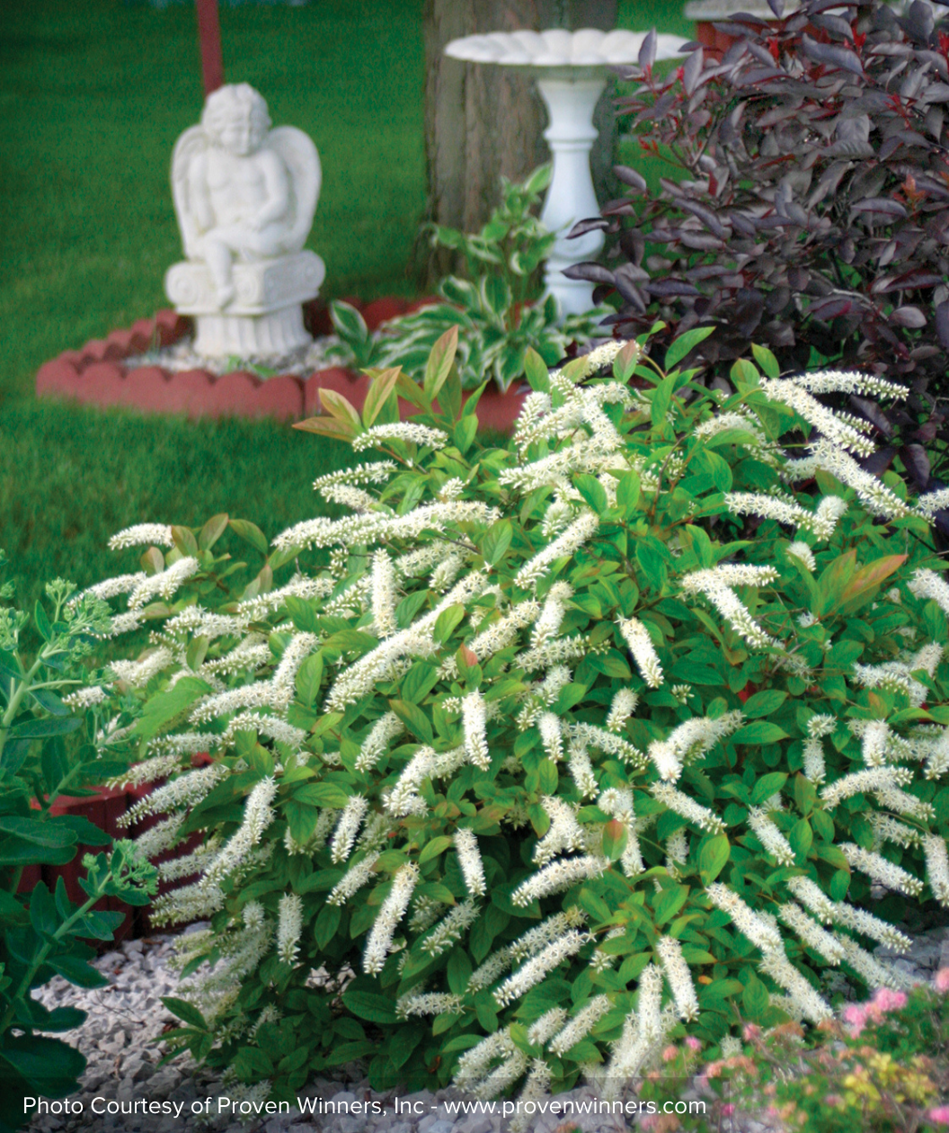 Little Henry Virginia Sweetspire planted in landscape and covered in the bright green foliage as well as the bottle brush like white flowers