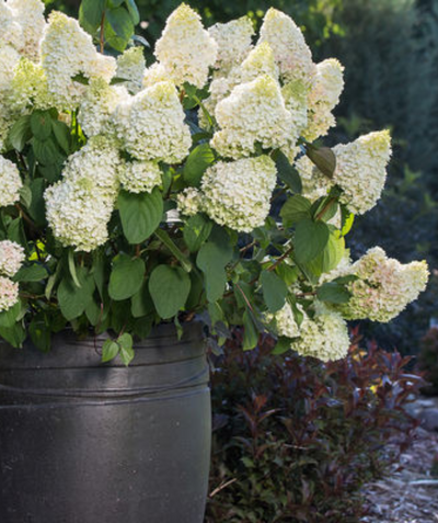 Little Hottie white panicle hydrangea planted in patio planter in the landscape