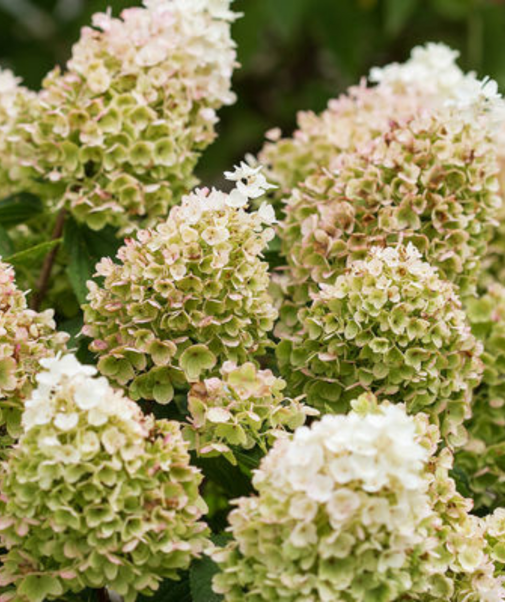 Little Hottie closeup of white and green panicles 