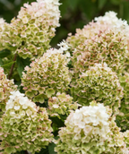Little Hottie closeup of white and green panicles 