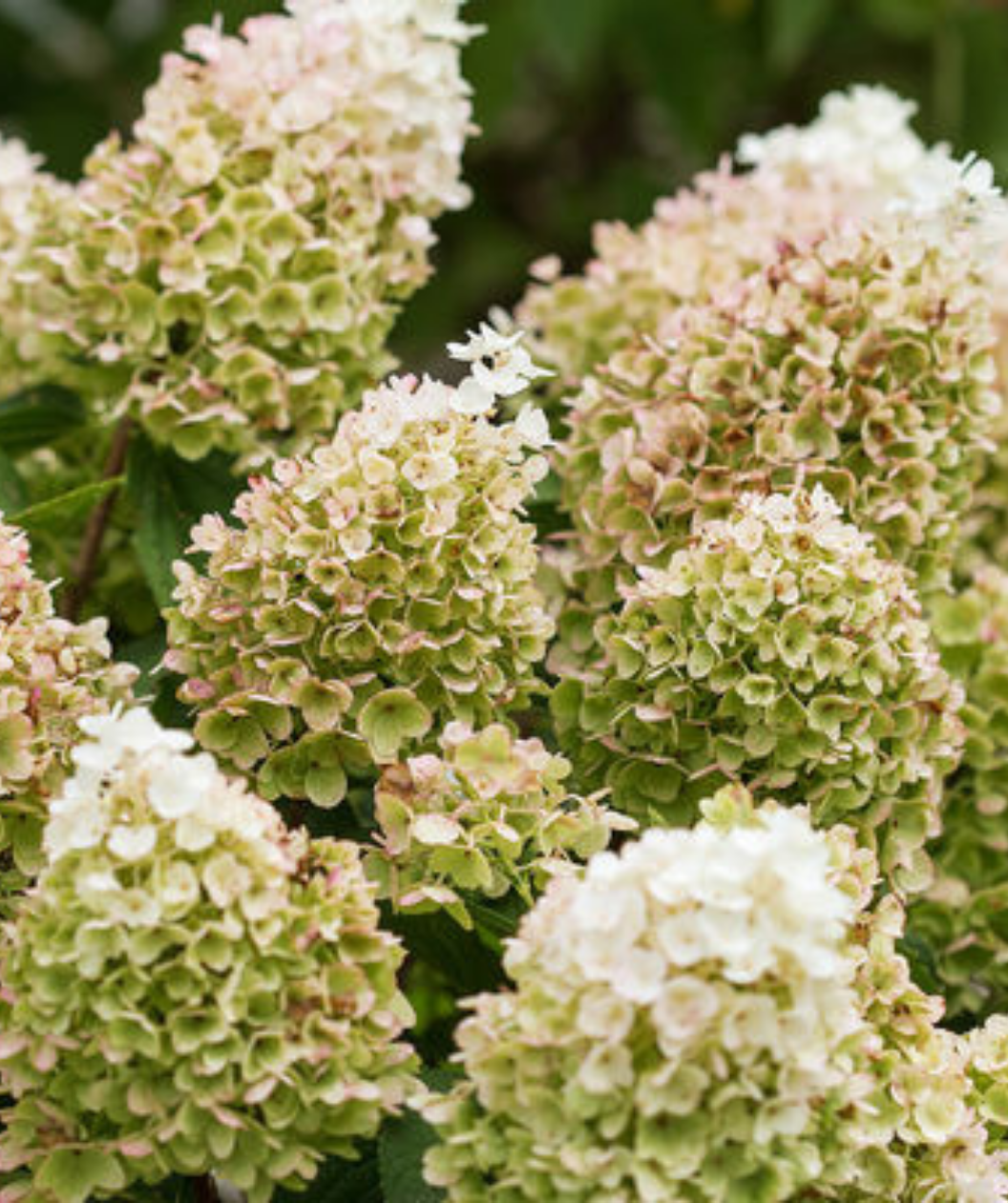Little Hottie closeup of white and green panicles 