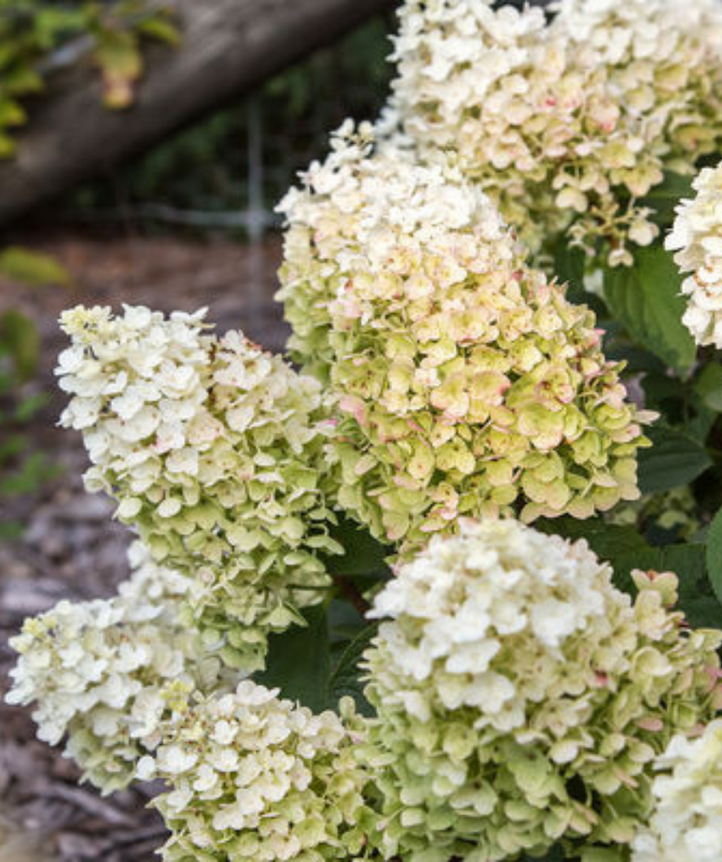 Little Hottie white and green panicle hydrangea with a garden bed in the background
