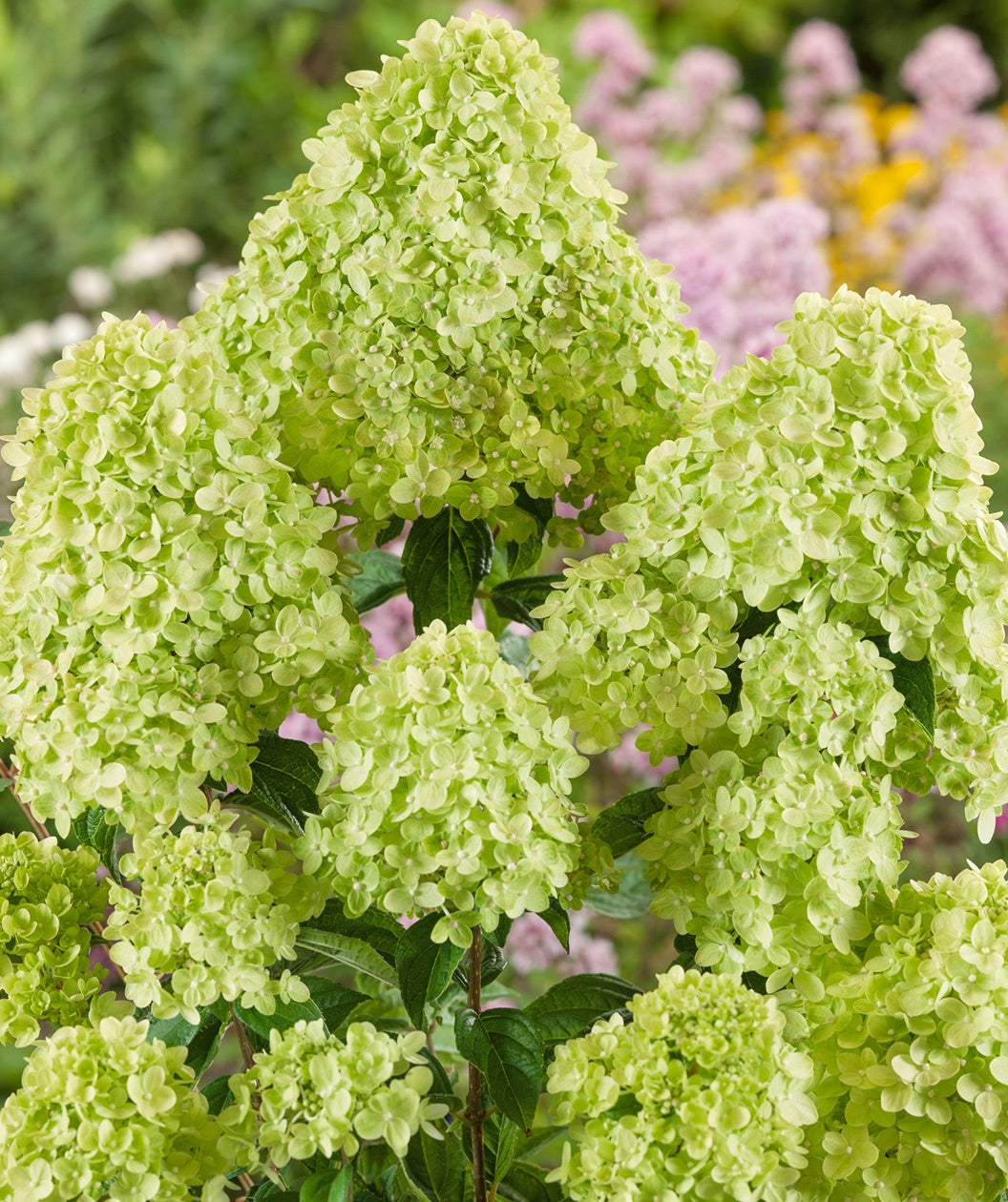 Little Lime Hydrangea closeup of green flower panicles