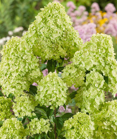 Little Lime Hydrangea closeup of green flower panicles