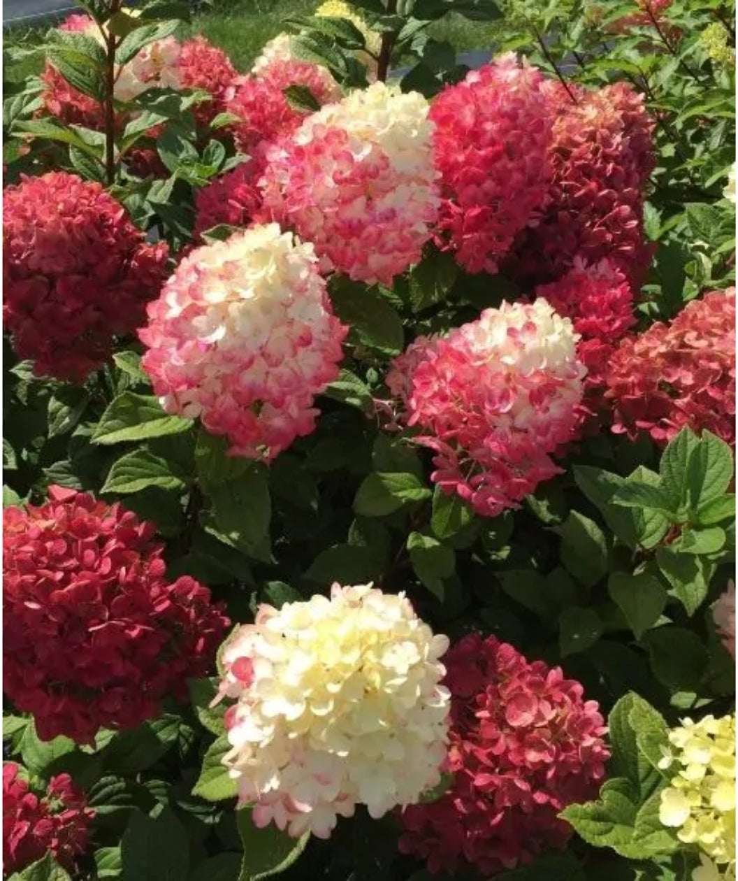Close up of Little Lime Punch Hydrangea flowers in early fall, large rounded clusters of small white flowers that turn dark pink after blooming