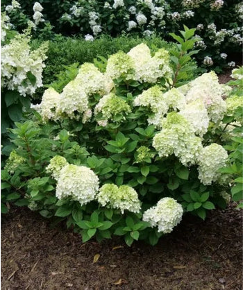 Little Lime Punch Hydrangea planted in a landscape large rounded clusters of small white flowers emerging from green conical shaped foliage