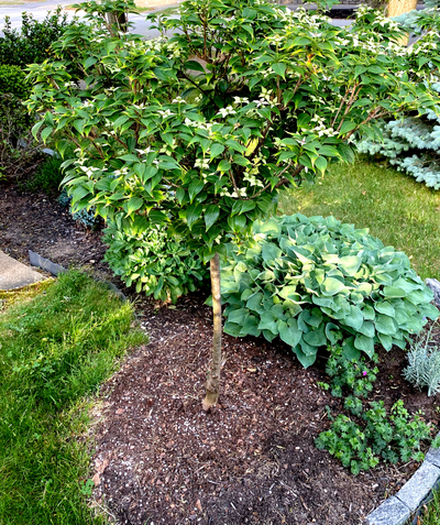 A Little Poncho Japanese Dogwood planted in a landscape, covered in green leaves and white, four-petaled flowers