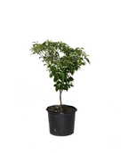 The Little Poncho Japanese Dogwood covered in green leaves and in a black nursery pot on a white background