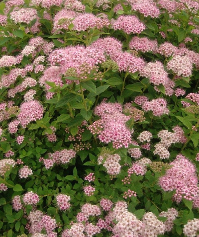 Little Princess Spirea, mint green foliage with small fuzzy light pink colored flower clusters