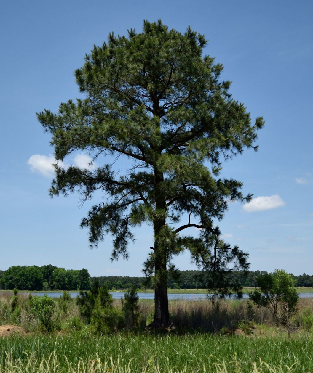 Loblolly Pine Bower & Branch