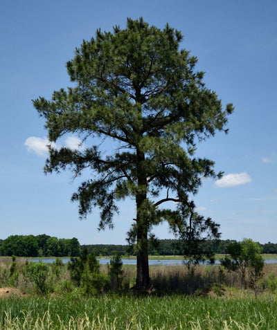 Loblolly Pine Growing in a conservation area, tall evergreen with long soft green needles