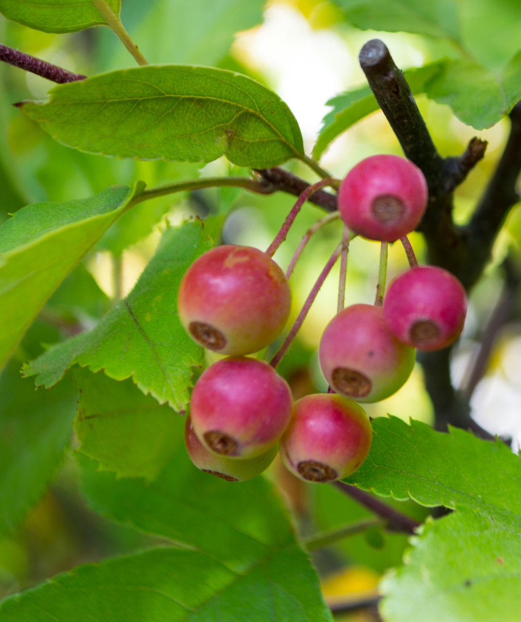 Lollipop Flowering Crabapple fruit, front and center are the small round berries that are rounded with a pinkish-red color in front of green leaves