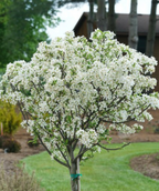 Close up of Lollipop Flowering Crabapple top, round head with lots of small fragrant white flowers with some green leaves peeking through the flowers