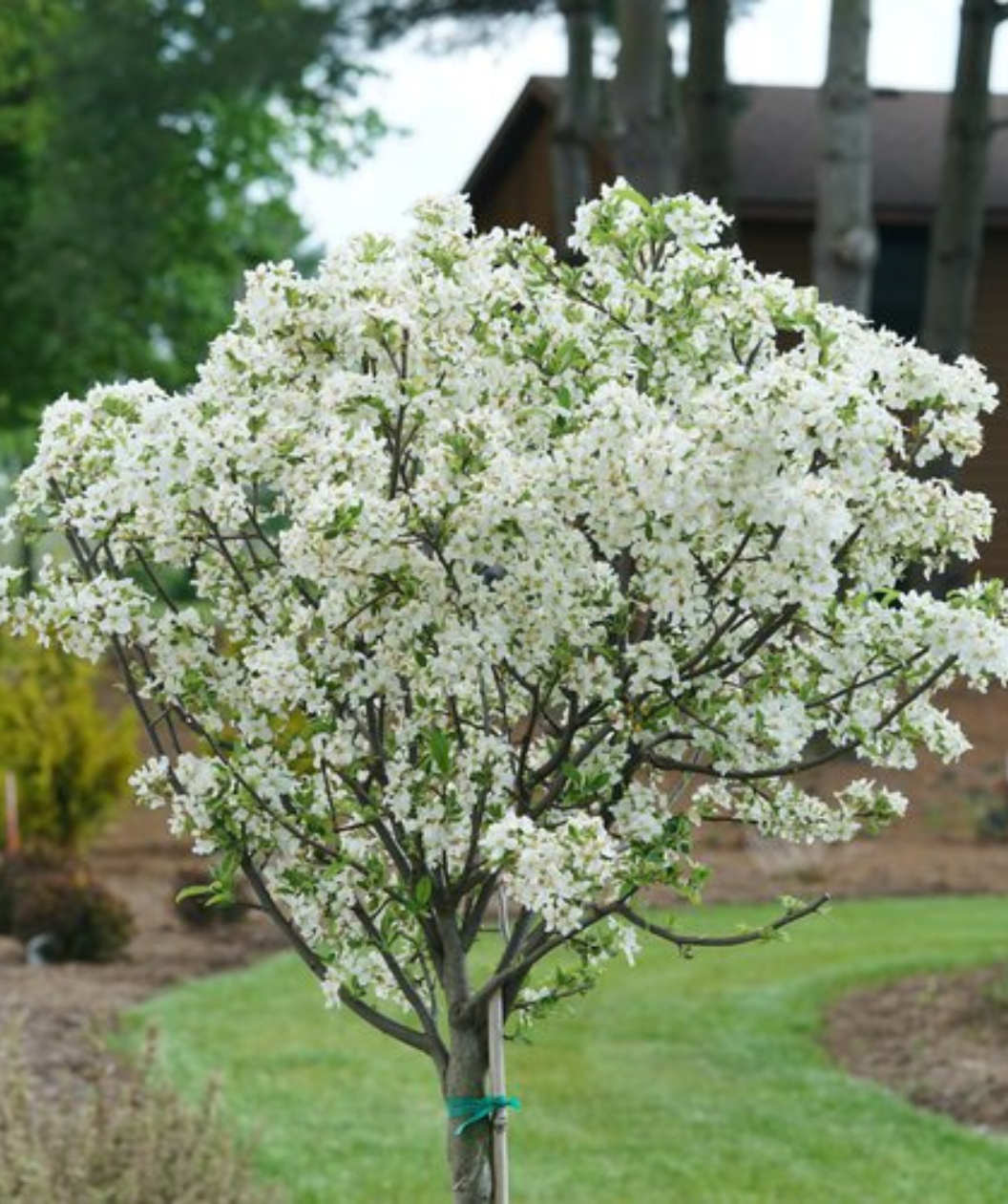 Close up of Lollipop Flowering Crabapple top, round head with lots of small fragrant white flowers with some green leaves peeking through the flowers