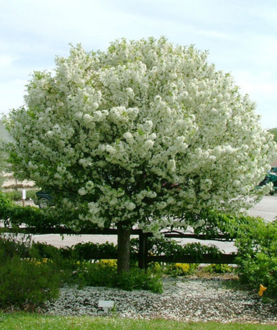 Lollipop Flowering Crabapple planted in a landscape, a round headed tree bursting with small fragrant white flowers