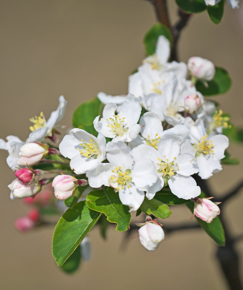 A close up of the Lollipop Flowering Crabapple's pink buds opening to pure white blooms atop green leaves