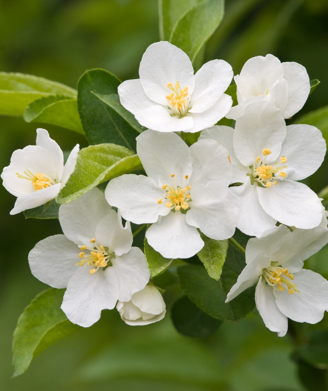 Close up of Lollipop Flowering Crabapple flowers, small white fragrant flowers growing around conical shaped serrated green leaves