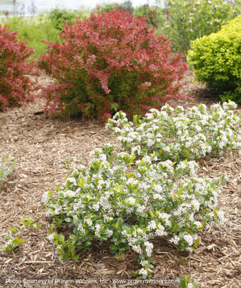 Low Scape Mound Chokeberry planted in garden bed