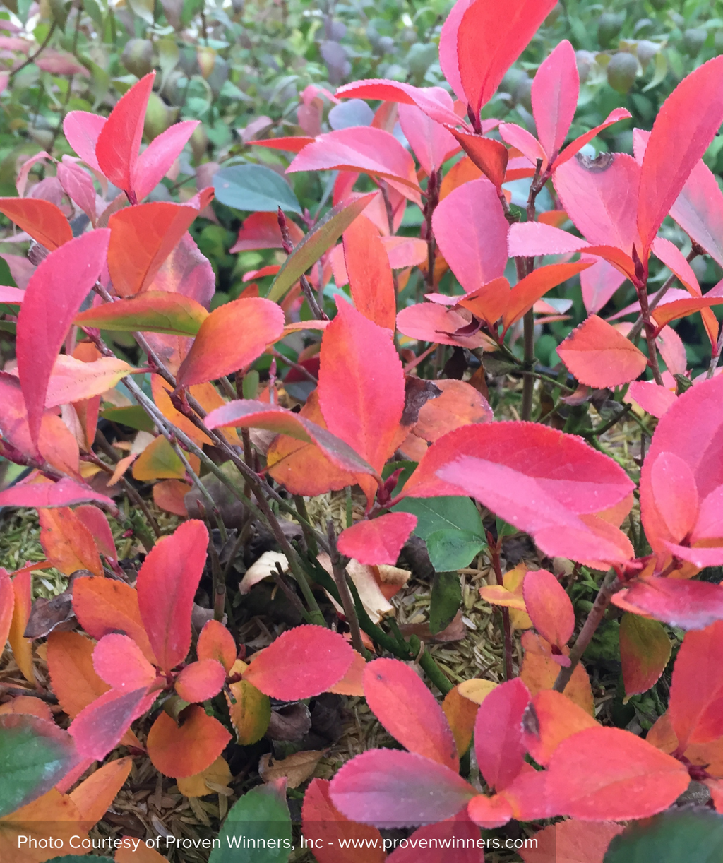 Low Scape Mound Chokeberry red fall color