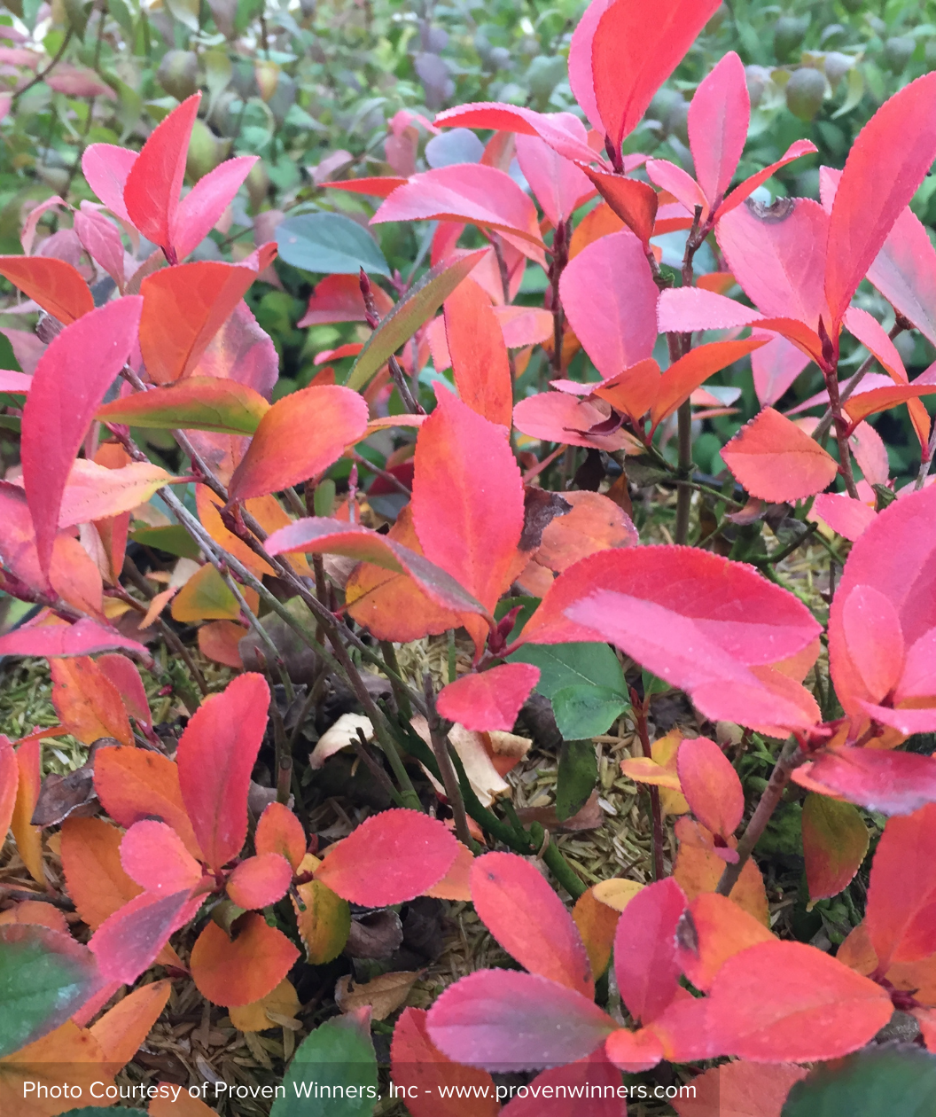 Low Scape Mound Chokeberry red fall color