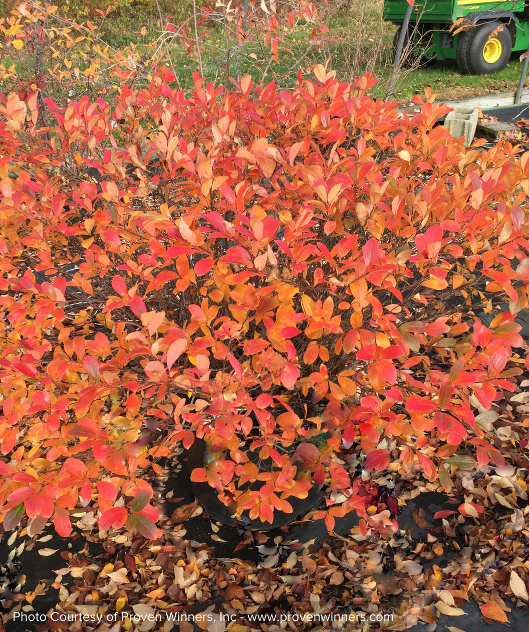 Low Scape Mound Chokeberry orange-red fall color in landscape