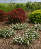 Low Scape Mound Chokeberry white flowering shrub