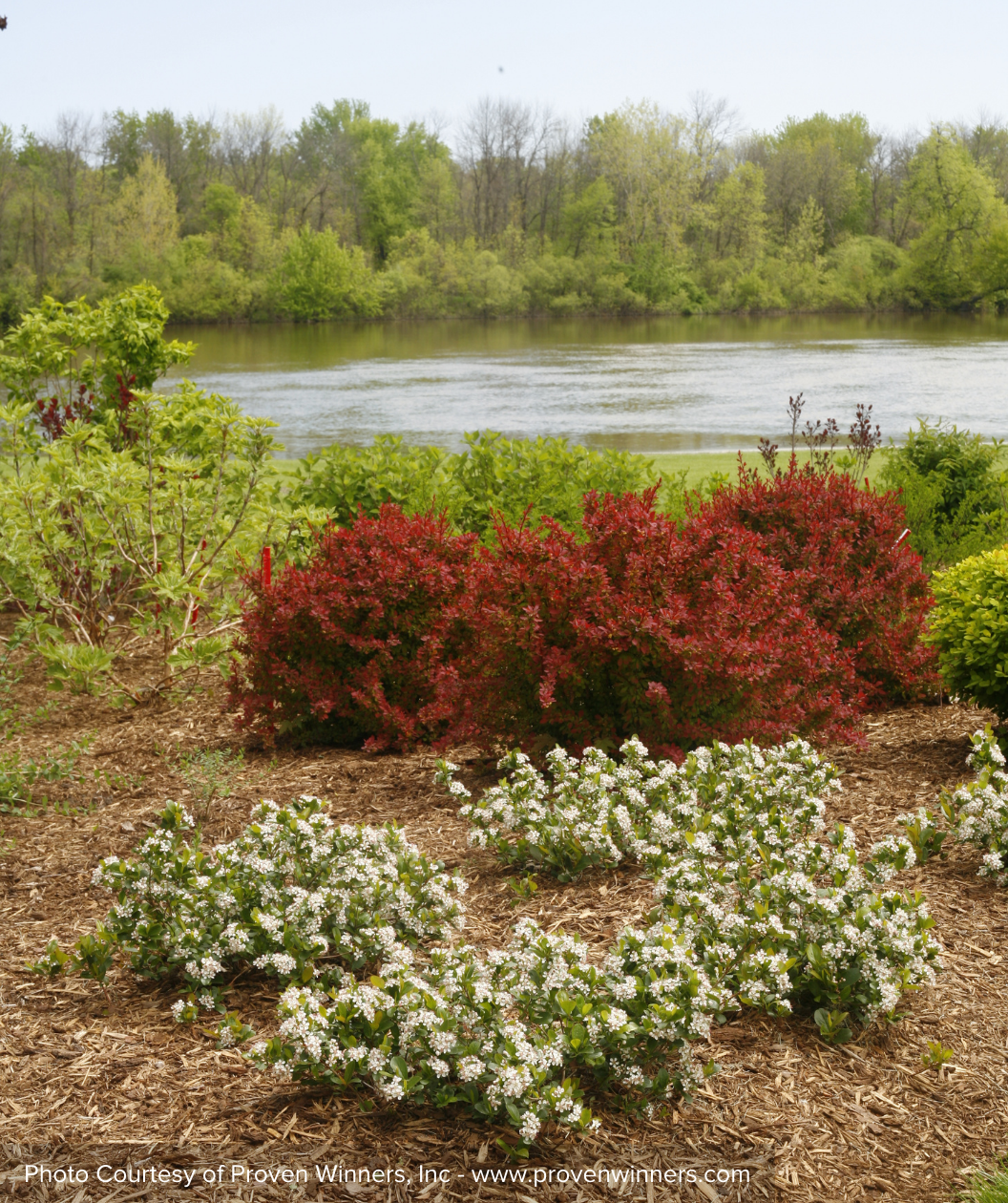 Low Scape Mound Chokeberry white flowering shrubs planted in garden bed