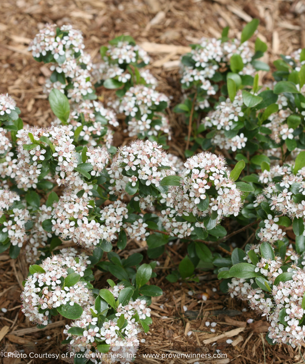 Low Scape Mound Chokeberry closeup of white flowers