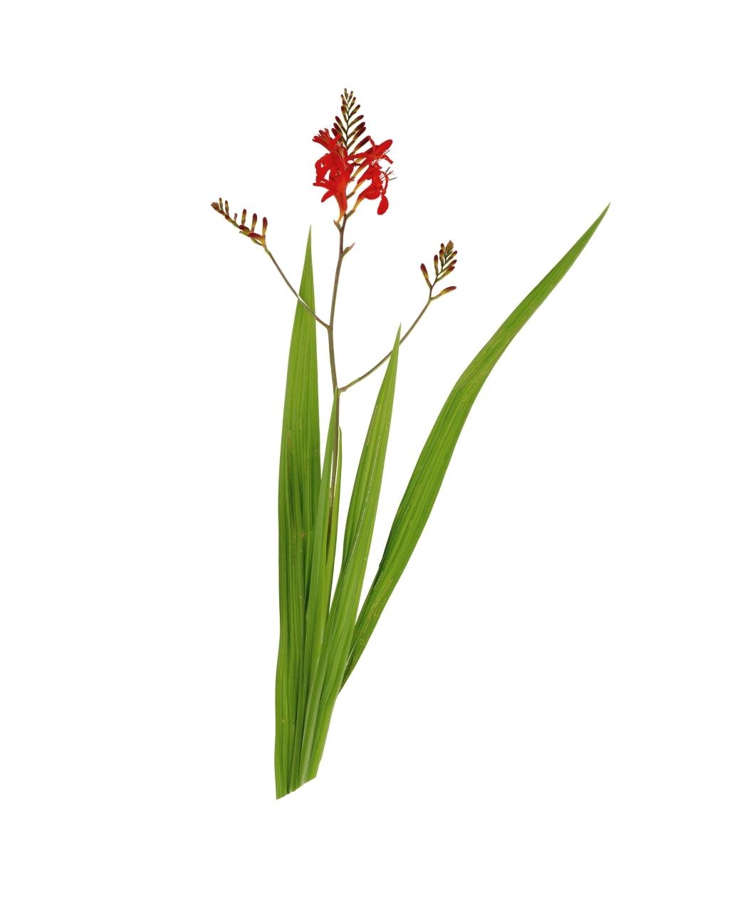 Close up of the Red flower on the Bower & Branch Lucifer Crocosmia perennial flower