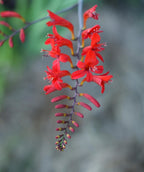 Close up of the red flower on the Lucifer Crocosmia perennial