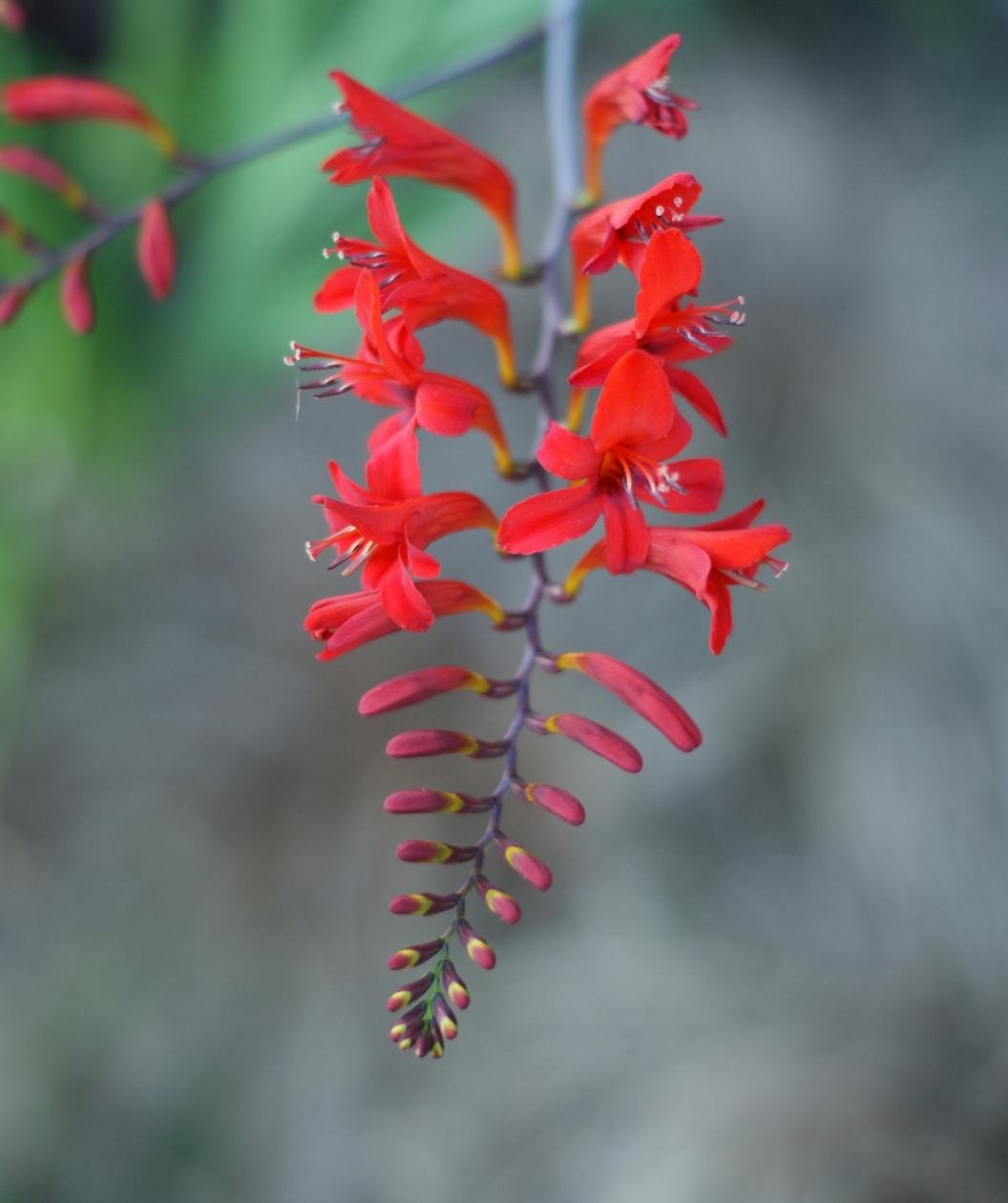 Close up of the red flower on the Lucifer Crocosmia perennial