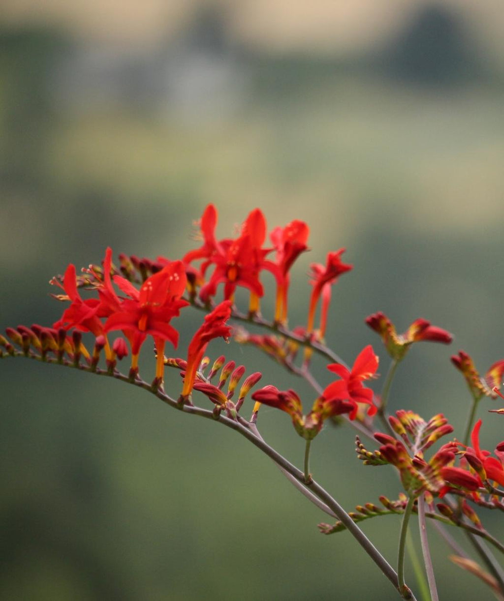 Red flowers of the Bower & Branch Lucifer Crocosmia perennial