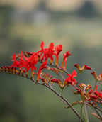 Red flowers of the Bower & Branch Lucifer Crocosmia perennial