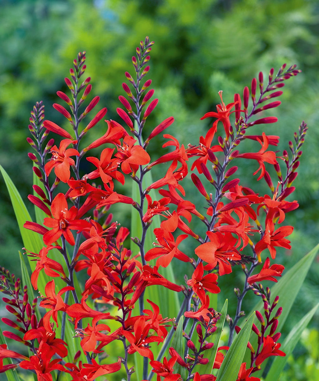 Lucifer Crocosmia red flowers