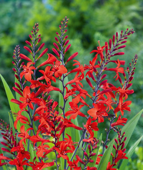 Lucifer Crocosmia – Bower & Branch