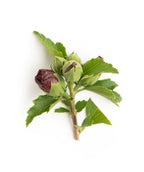 A closeup of the Lucy Rose of Sharon maroon flower buds and green leaves on a white background