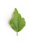 A single green leaf of the Lucy Rose of Sharon Hibiscus