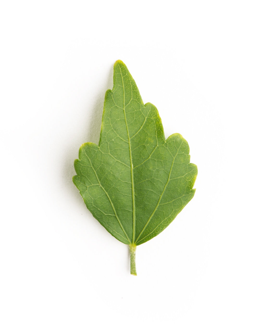 A single green leaf of the Lucy Rose of Sharon Hibiscus