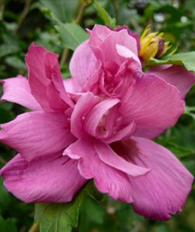 A closeup of the Lucy Rose of Sharon deep pink flower opening its petals with deep green leaves behind it