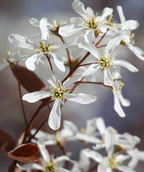Lustre Serviceberry