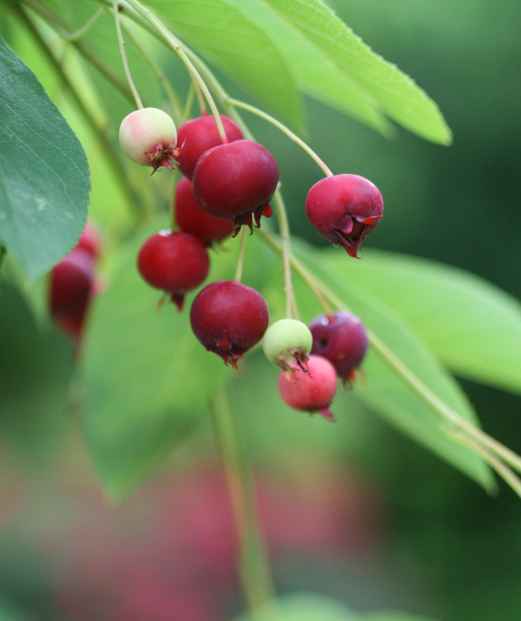 Lustre Serviceberry