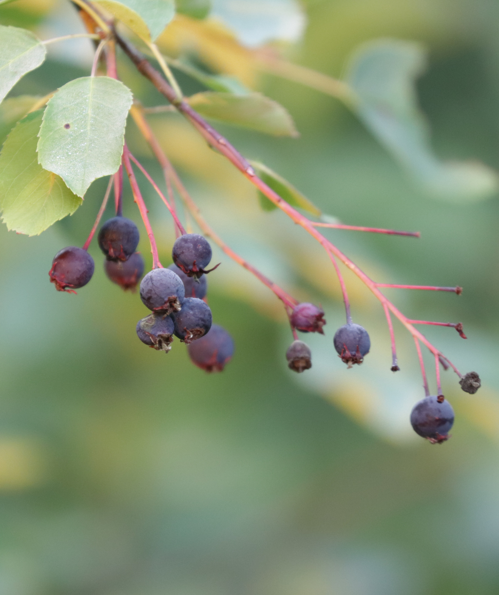 Lustre Serviceberry